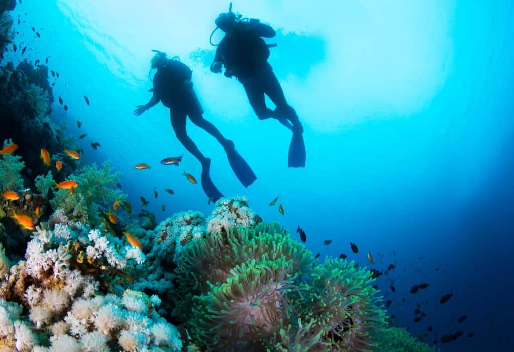 The Best Dive Sites in the World 2024